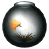 pesce vasca.gif